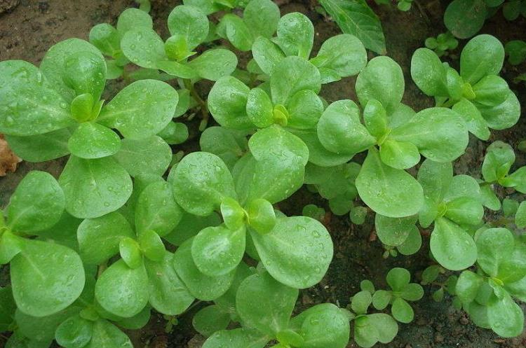 Парадокс - Виды портулака