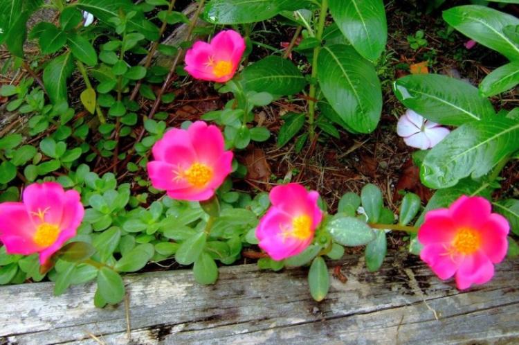 Освещение - Уход за портулаком