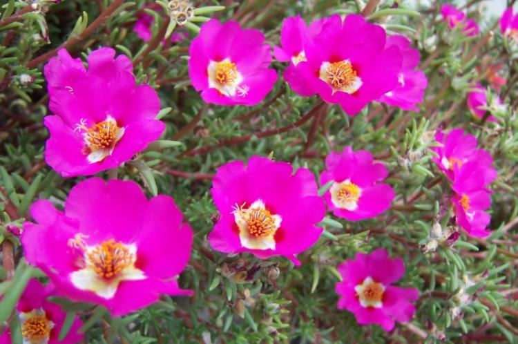 Освещение - Уход за портулаком