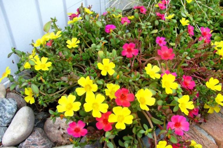 Посадка и размножение - Портулак