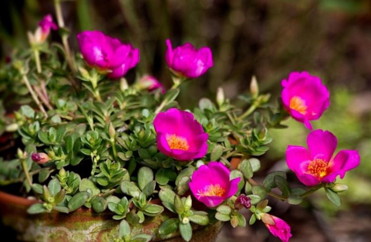 Посадка и размножение - Портулак