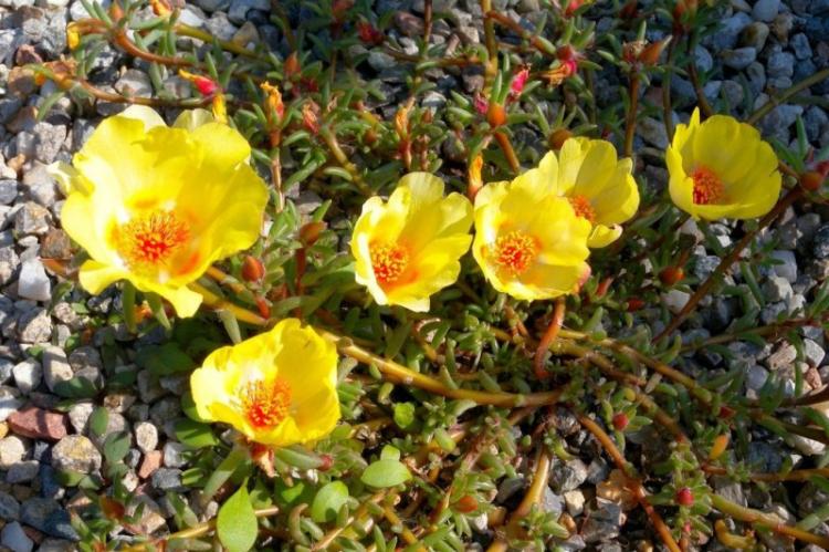 Портулак - фото