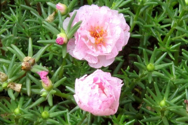 Портулак - фото