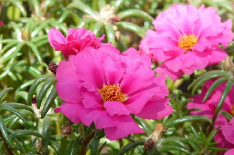 Портулак - фото