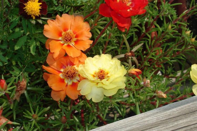 Портулак - фото