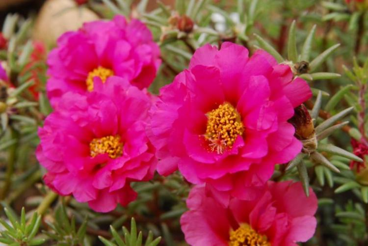 Портулак - фото