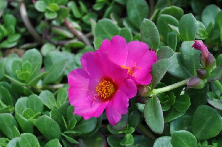 Портулак - фото