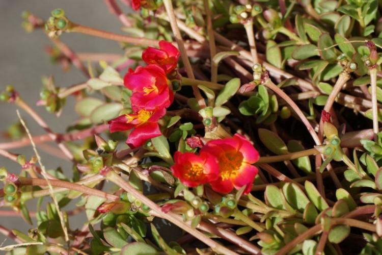 Портулак - фото