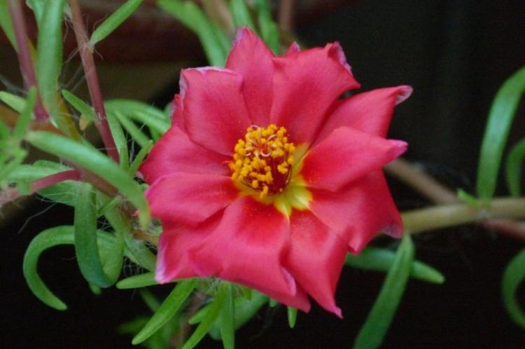 Портулак - фото