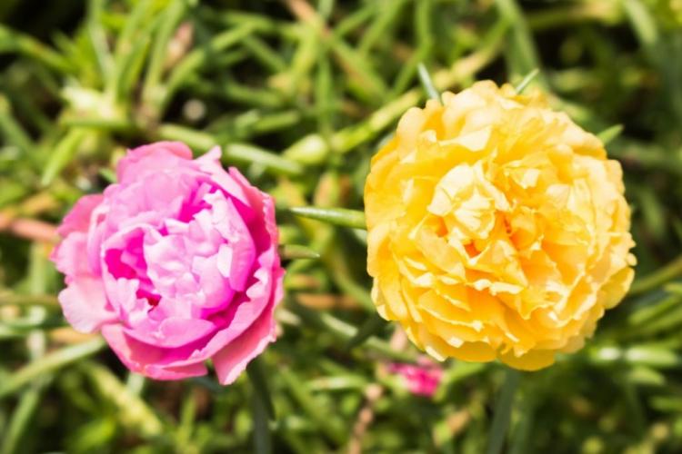 Портулак - фото