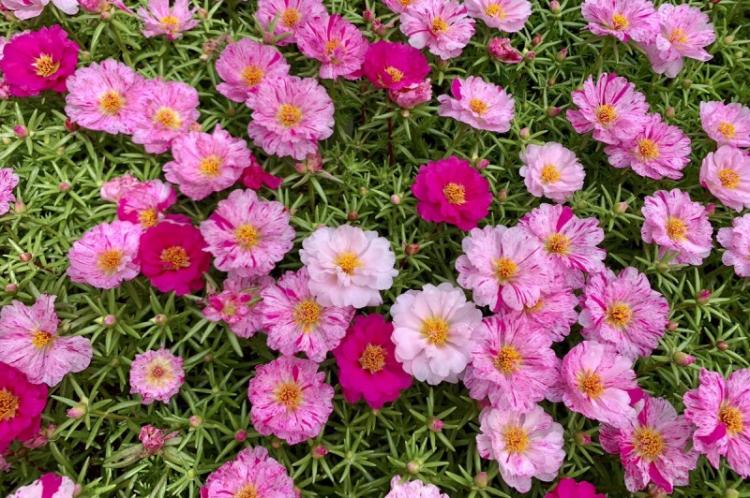 Портулак - фото