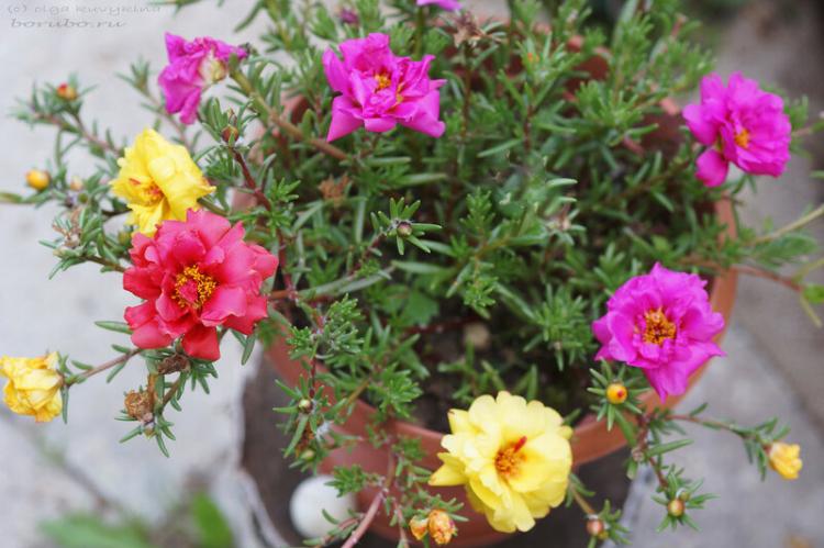 Портулак - фото