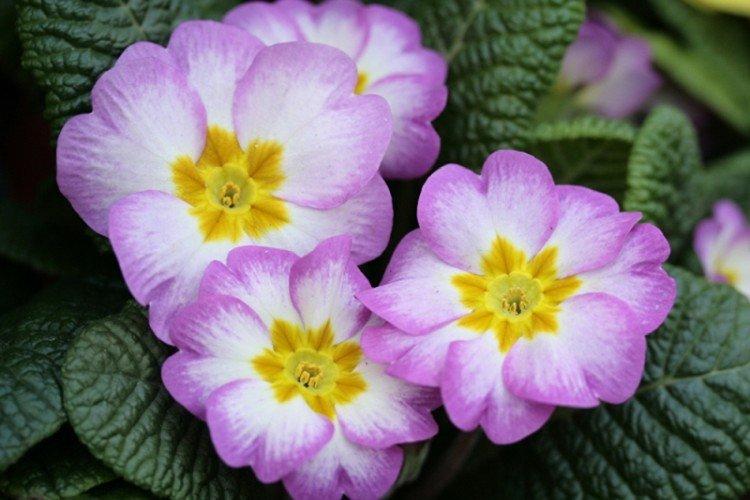 Общая информация - Примула