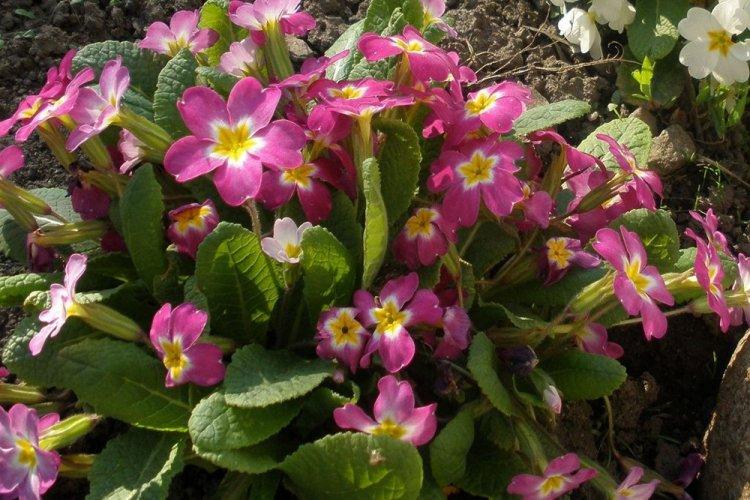 Примула обыкновенная - Виды примулы