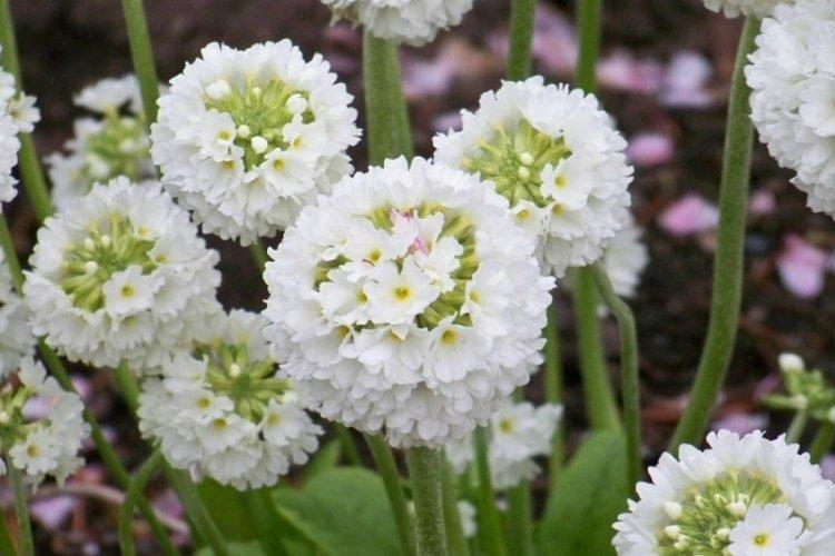 Примула мелкозубчатая - Виды примулы 