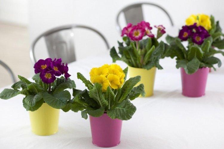 Примула обратноконическая - Виды примулы