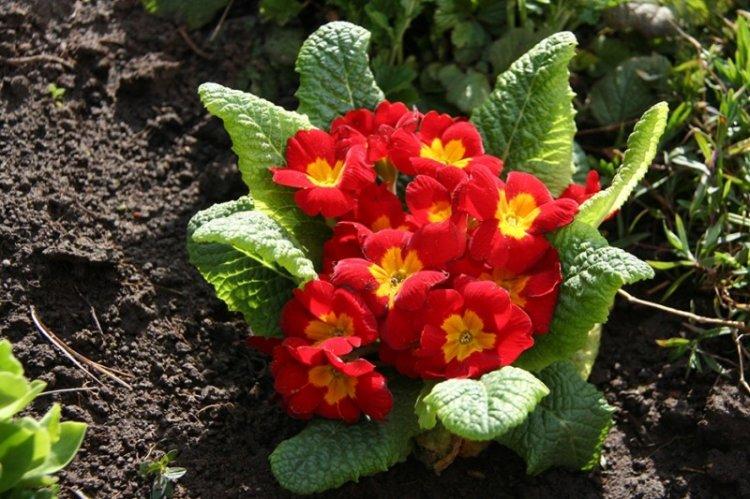 Почва - Уход за примулой