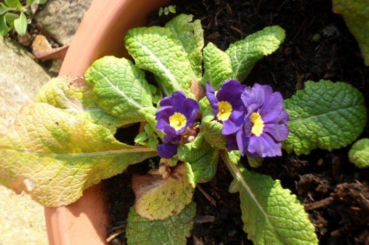 Борьба с вредителями и болезнями - Примула