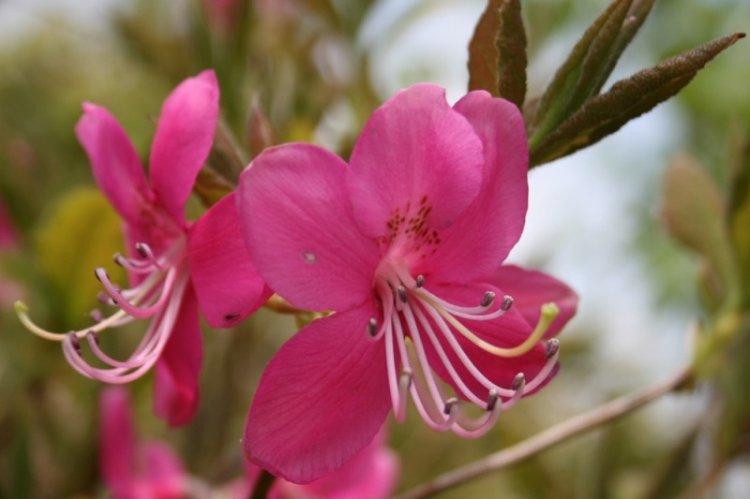 Рододендрон Альбрехта - Виды рододендрона