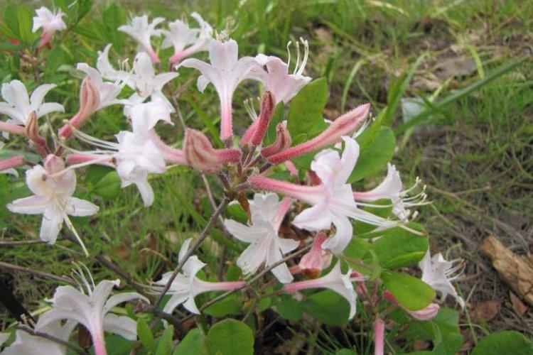 Атлантический рододендрон - Виды рододендрона