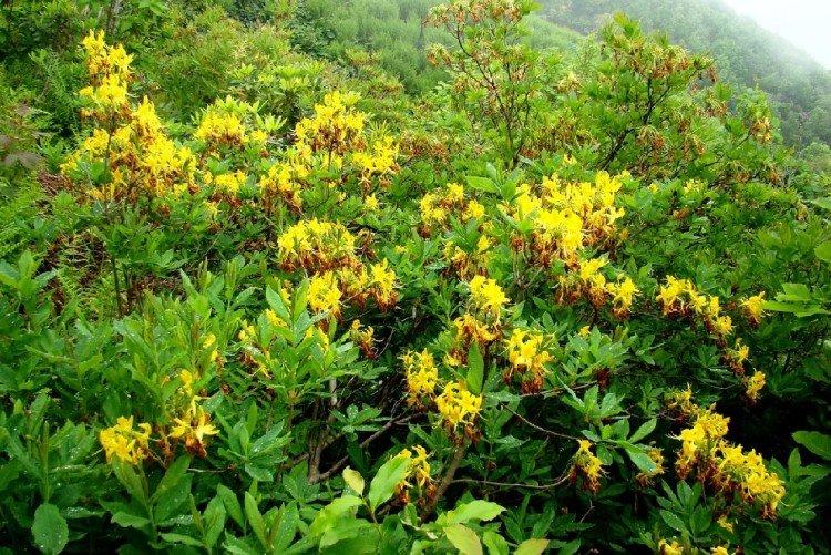 Желтый рододендрон - Виды рододендрона