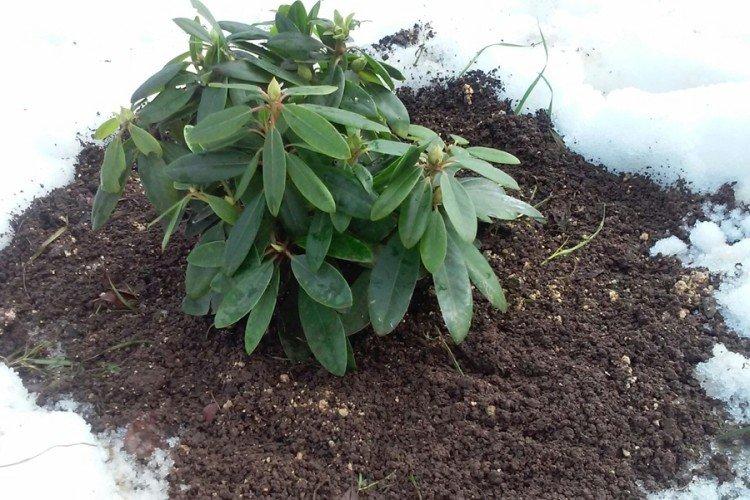 Температура и освещение - Уход за рододендроном