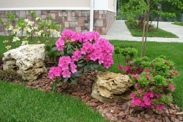 Рододендрон - фото