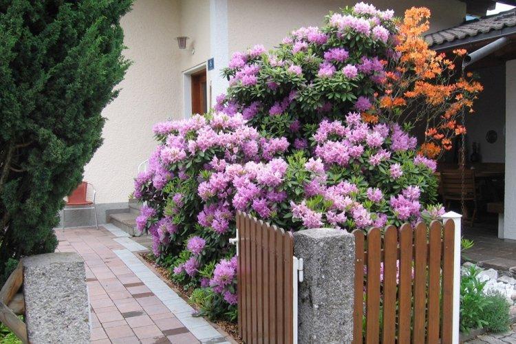 Рододендрон - фото