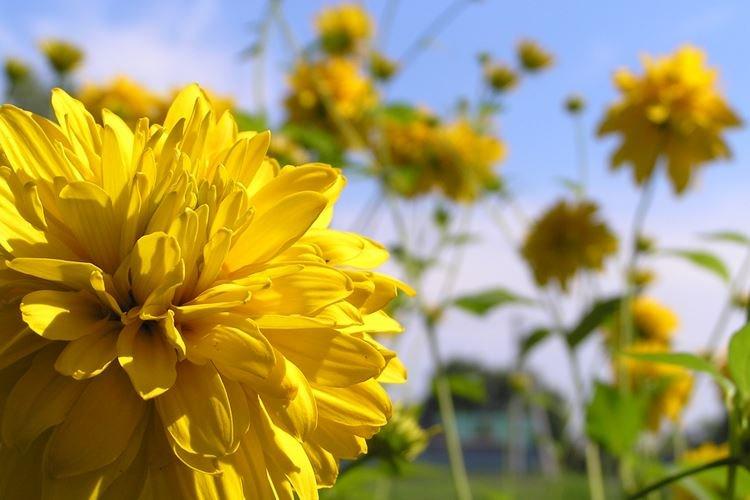 Рудбекия рассеченная - Виды и сорта