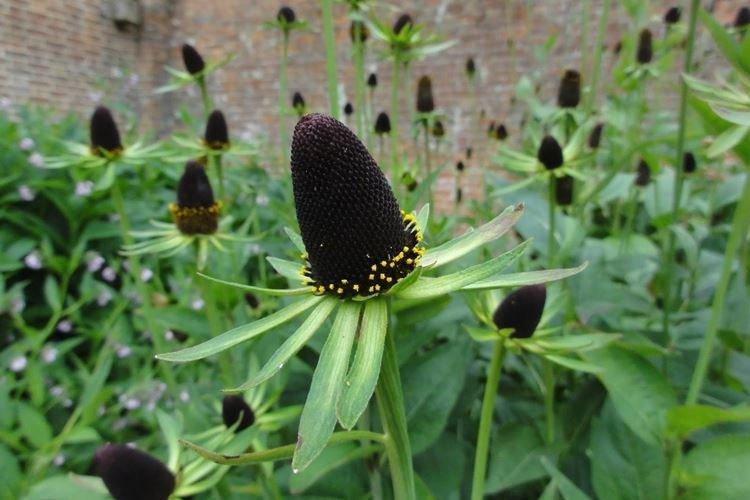 Рудбекия западная - Виды и сорта