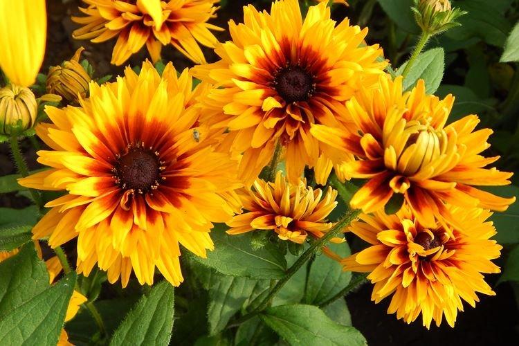 Рудбекия - фото