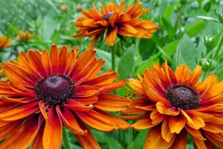 Рудбекия - фото