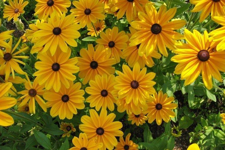 Рудбекия - фото