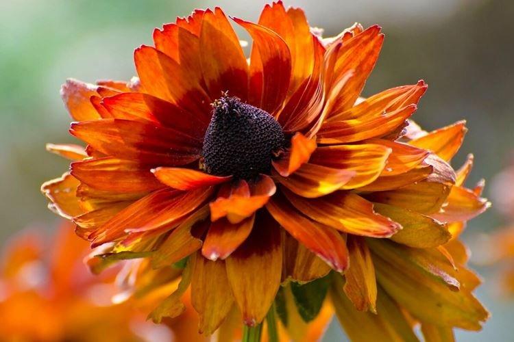 Рудбекия - фото