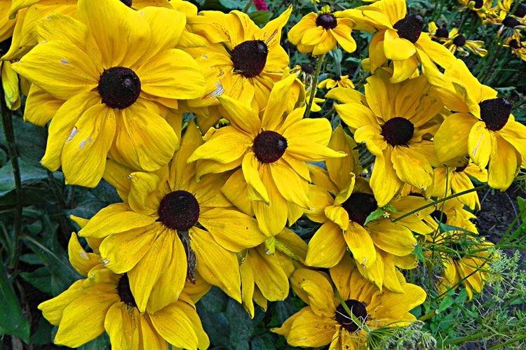 Рудбекия - фото