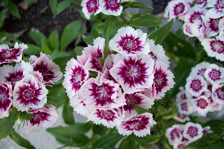 Многолетняя гвоздика - Садовые цветы, которые цветут все лето