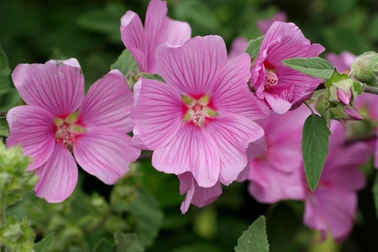 Мальва - Садовые цветы, которые цветут все лето