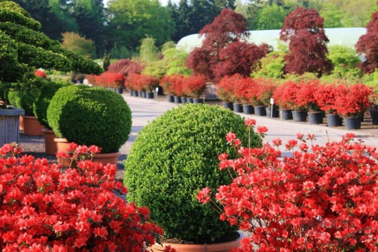 Общая характеристика - Самшит