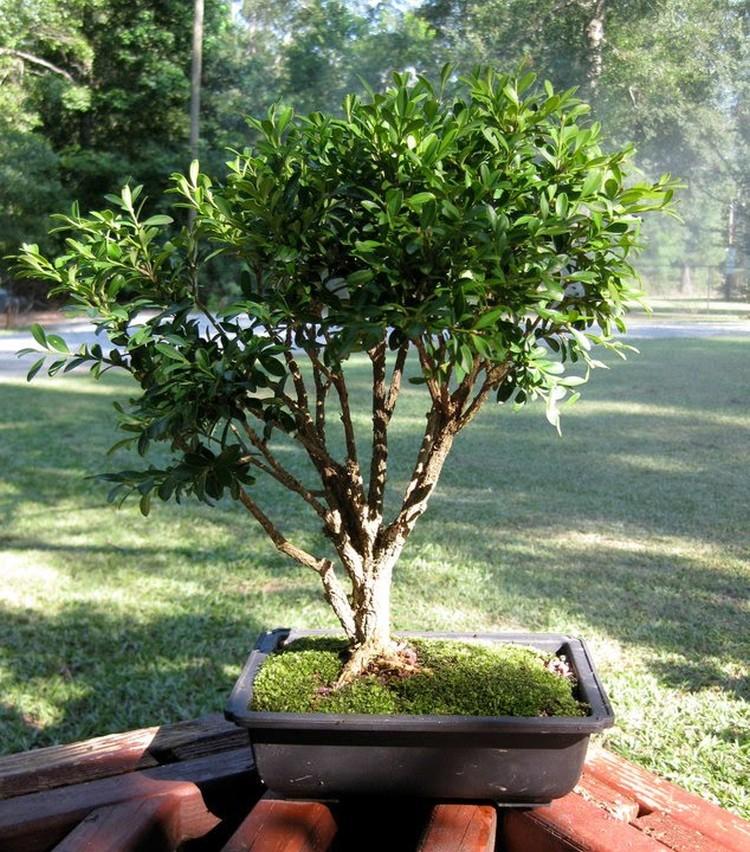 Самшит Гарланда - Виды самшита