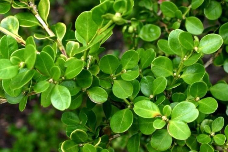 Температура - Уход за самшитом