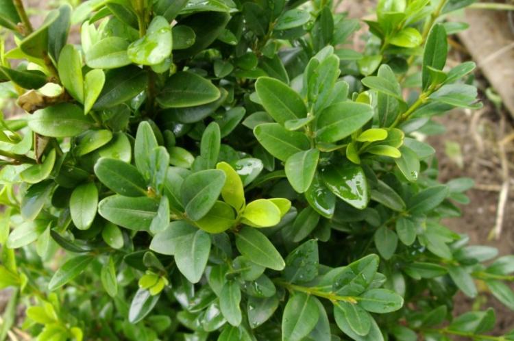 Полив - Уход за самшитом