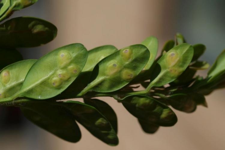 Борьба с вредителями и болезнями - Самшит