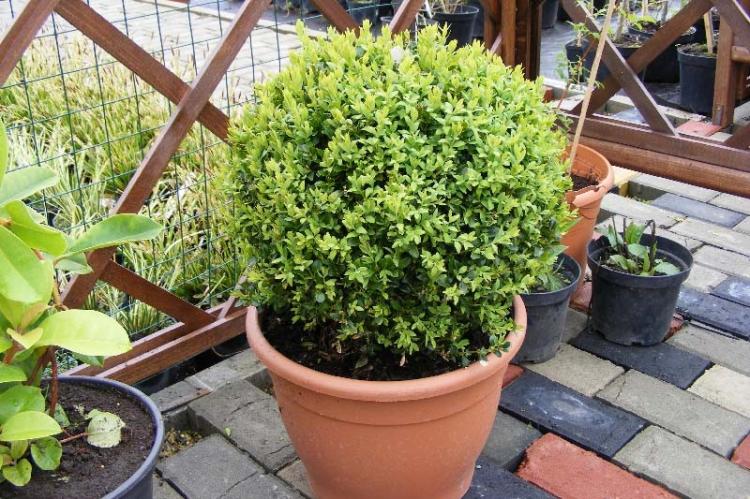 Самшит - фото