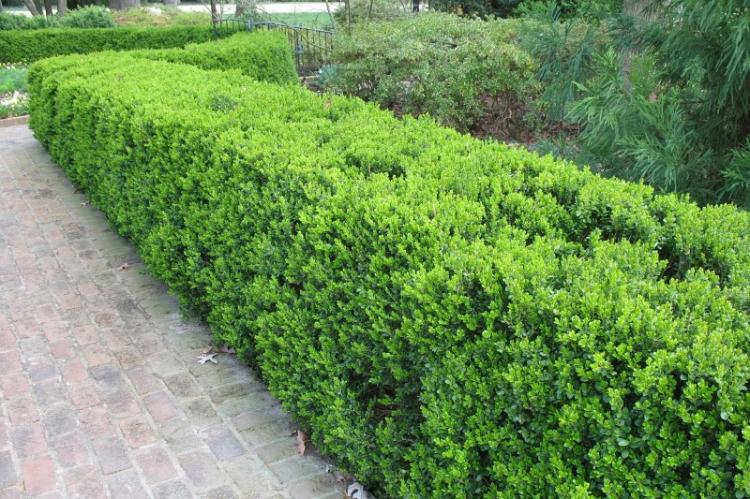 Самшит - фото