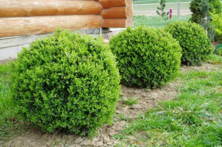 Самшит - фото