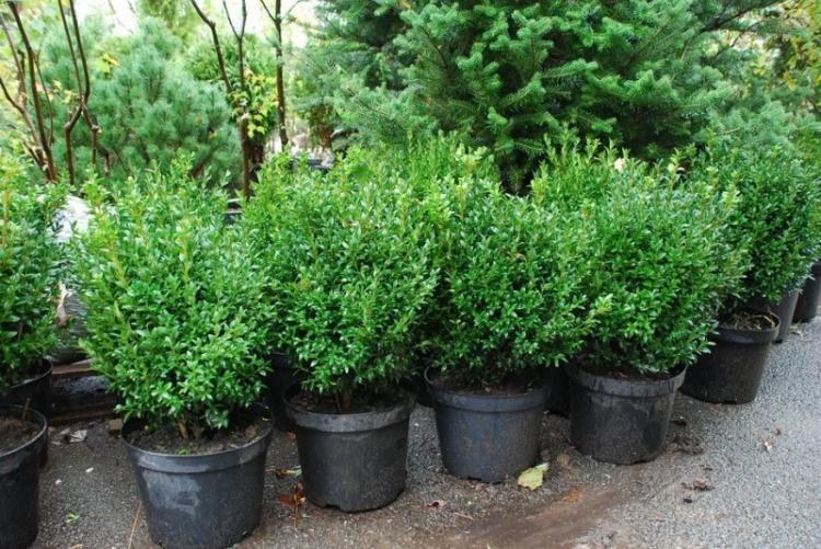 Самшит - фото