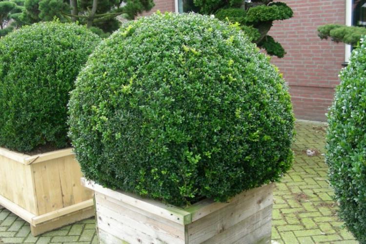 Самшит - фото