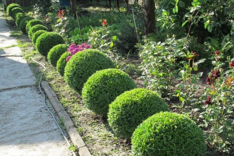 Самшит - фото