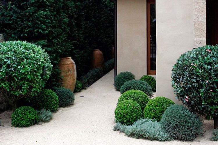 Самшит - фото