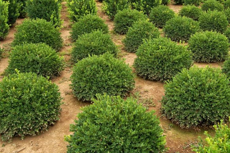 Самшит - фото